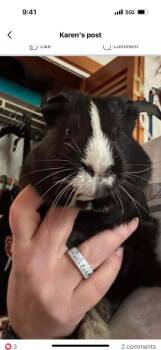 Rescue Guinea Pig Guinea Pigs for Adoption - Zipper & Button | PetCurious